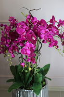 Fuksja Silverro, ogromny, podłogowy storczyk w lustrzanej donicy, wys.116cm