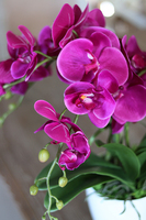 Mediolan Fuksja Mini, storczyk w osłonce z tworzywa sztucznego 1 szt., wys.42cm