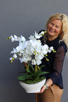 Berodino, elegancki storczyk w białej donicy glamour, wys.57cm 