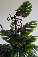 drzewko sztuczne w bogato zdobionej osłonce, Monstera Clayfibre Glamour, wys.86cm