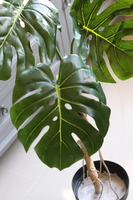 Drzewko Monstera, sztuczne drzewo w doniczce, wys.124cm