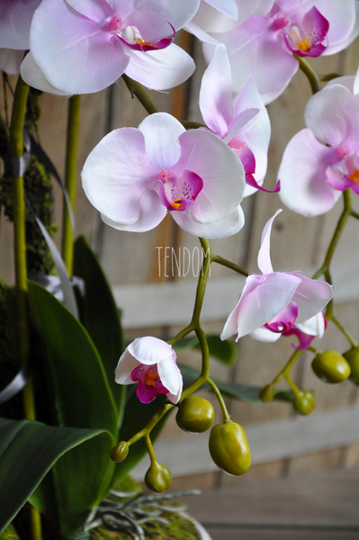 jasnoróżowy storczyk Terrance w białej donicy, wys.58cm