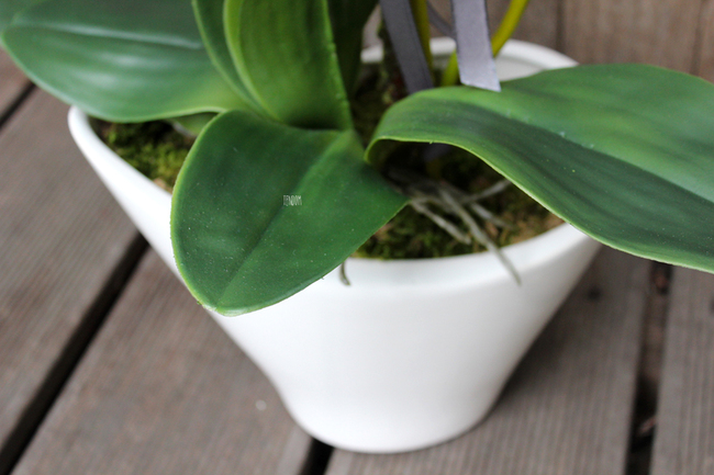 storczyk Castello w eleganckiej, asymetrycznej donicy, wys.58cm