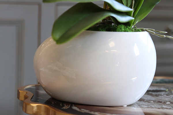 efektowny żółty storczyk, Etna, wys.54cm