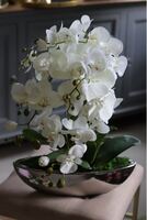 Laos Big Silver New, storczyk w srebrnej donicy, wys.70cm