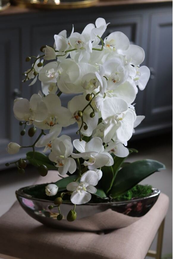 Laos Big Silver New, storczyk w srebrnej donicy, wys.70cm