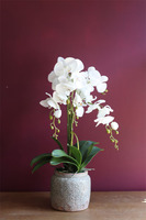 elegancki storczyk w ozdobnej donicy, Verona wys.61cm