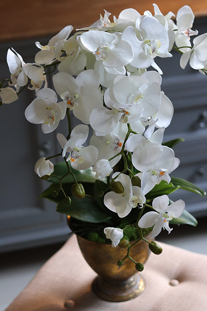 Goldeno, szlachetny storczyk w metalowym pucharze, wys.64cm