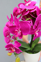 Mediolan Fuksja Mini, storczyk w osłonce z tworzywa sztucznego 1 szt., wys.42cm