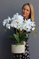 Kulena, sztuczny storczyk w etno donicy, wys.50cm