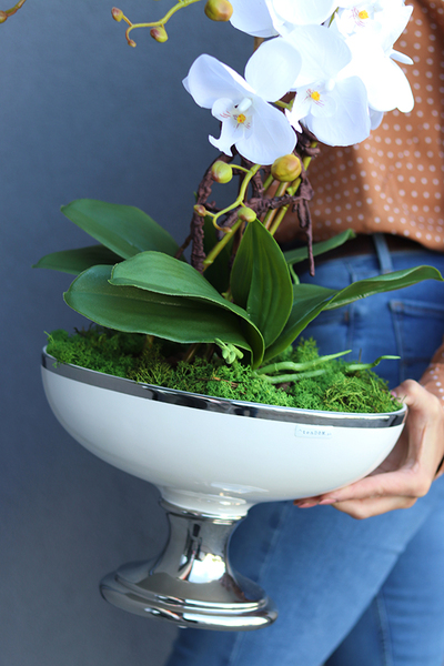 Jedua, elegancki storczyk w białym pucharze glamour, wys.67cm  