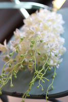 bukiet tajskiej orchidei, Multikolor, kremowa, 12szt, dł.67cm