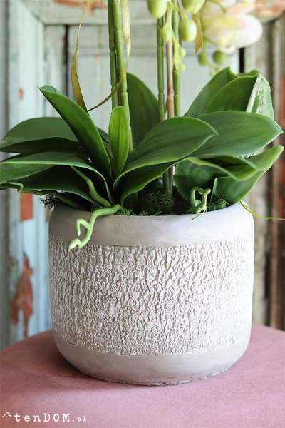 gumowy storczyk w szarej donicy, Magnum 2, wys.59cm