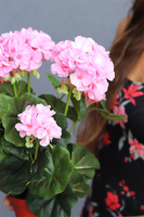 doniczkowa pelargonia Jasnoróżowa, wysokiej jakości sztuczne kwiaty, wys.36cm
