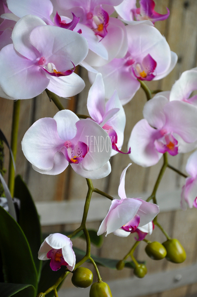 jasnoróżowy storczyk Terrance w białej donicy, wys.58cm