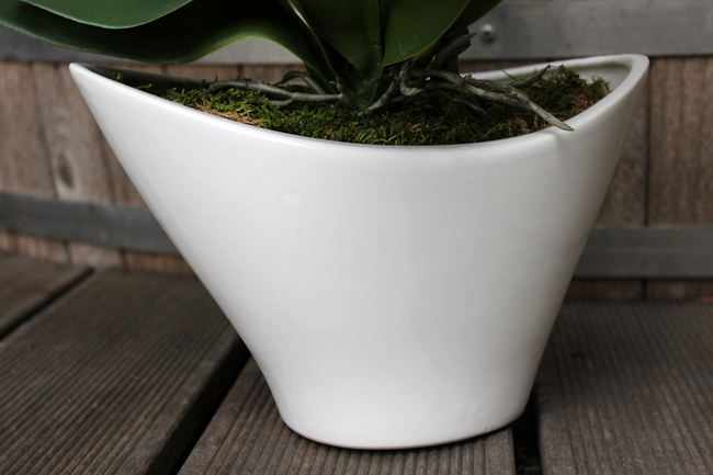 storczyk Castello w eleganckiej, asymetrycznej donicy, wys.58cm