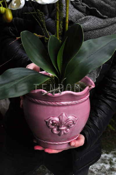 sztuczny storczyk Tenesse Pink w kolorze naturalnej bieli, wys. ok. 66cm