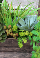 Anya 2, piękna kompozycja Sukulenty w lustrzanej donicy, wys.38cm