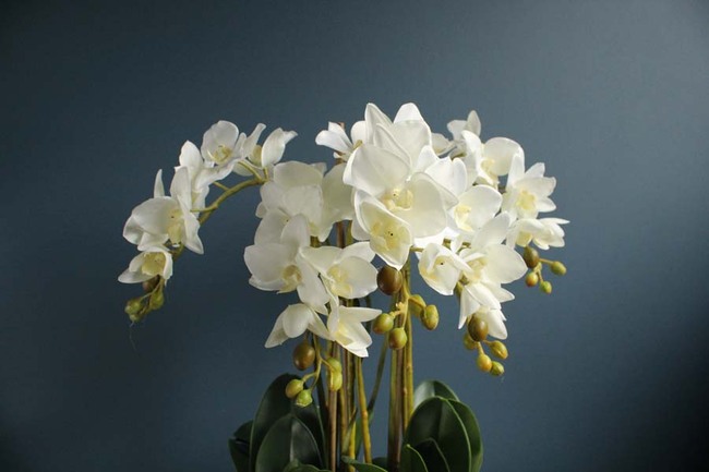 Sonata Big, storczyk w biało - srebrnej ceramicznej donicy, wys.52cm