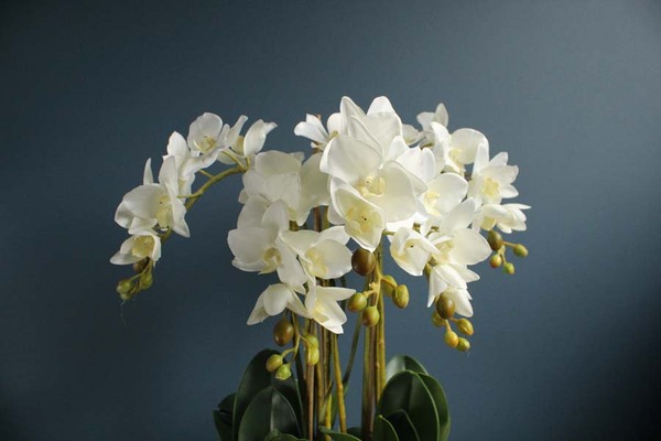 Sonata Big, storczyk w biało - srebrnej ceramicznej donicy, wys.52cm