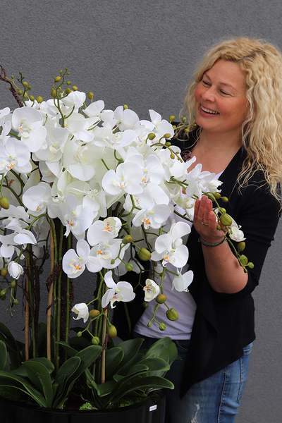 bardzo duży storczyk Black Grande w donicy, wys.120cm