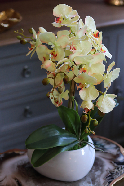 efektowny żółty storczyk, Etna, wys.54cm