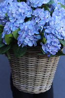 bardzo bogaty kosz hortensji, Blue Provance, wym. 54x54cm  