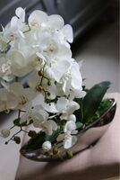 Laos Big Silver New, storczyk w srebrnej donicy, wys.70cm