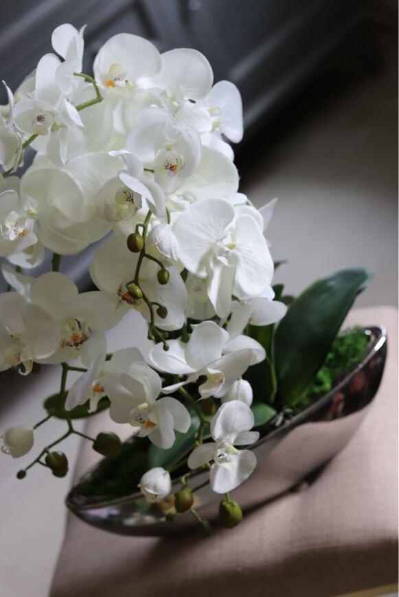 Laos Big Silver New, storczyk w srebrnej donicy, wys.70cm