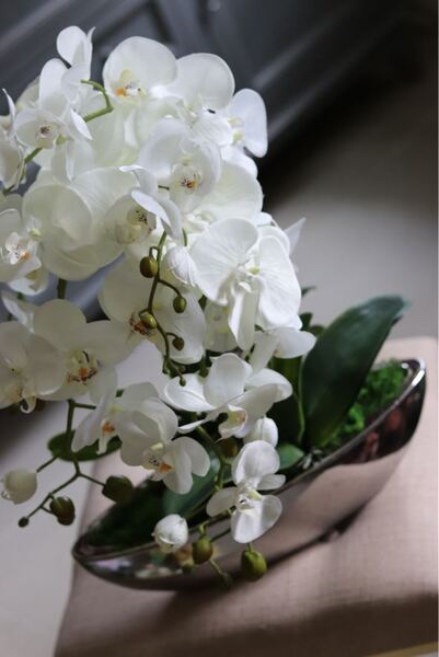 Laos Big Silver New, storczyk w srebrnej donicy, wys.70cm