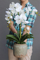 elegancki storczyk w ozdobnej donicy, Verona wys.61cm