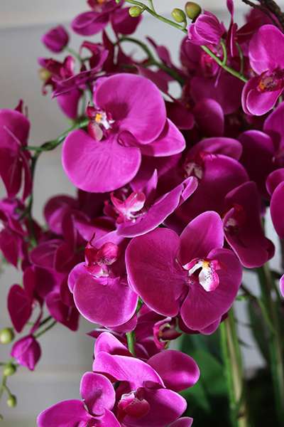 Fuksja Silverro, ogromny, podłogowy storczyk w lustrzanej donicy, wys.116cm