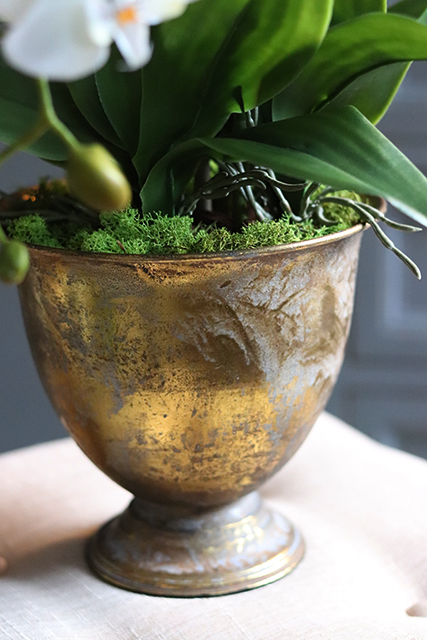 Goldeno, szlachetny storczyk w metalowym pucharze, wys.64cm