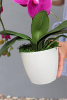 Mediolan Fuksja Mini, storczyk w osłonce z tworzywa sztucznego 1 szt., wys.42cm