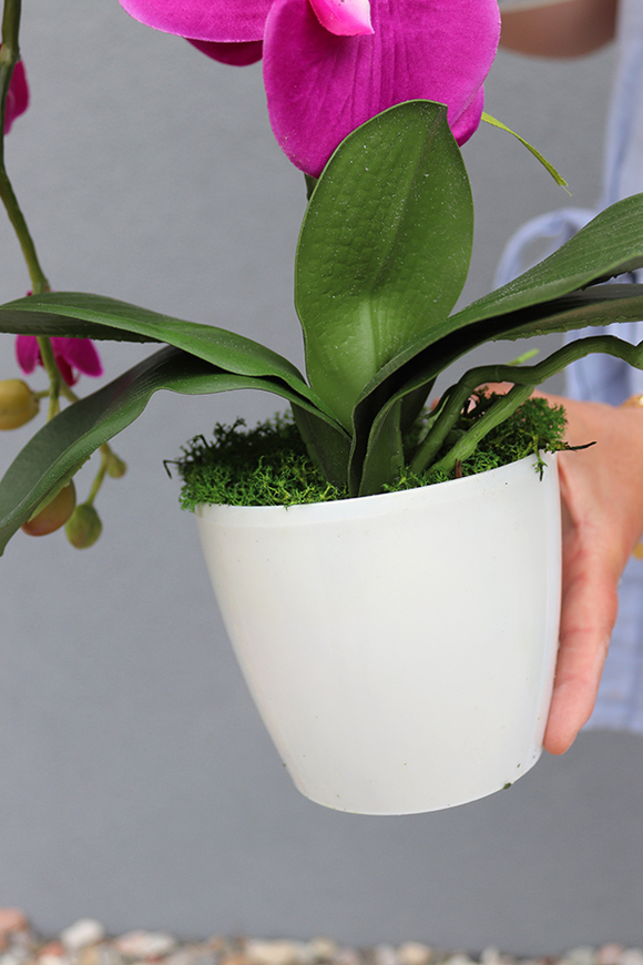 Mediolan Fuksja Mini, storczyk w osłonce z tworzywa sztucznego 1 szt., wys.42cm