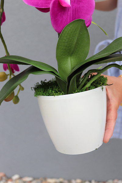 Mediolan Fuksja Mini, storczyk w osłonce z tworzywa sztucznego 1 szt., wys.42cm