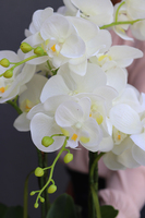 gumowy storczyk Silver Lalina w cynowanym naczyniu, wys.65cm