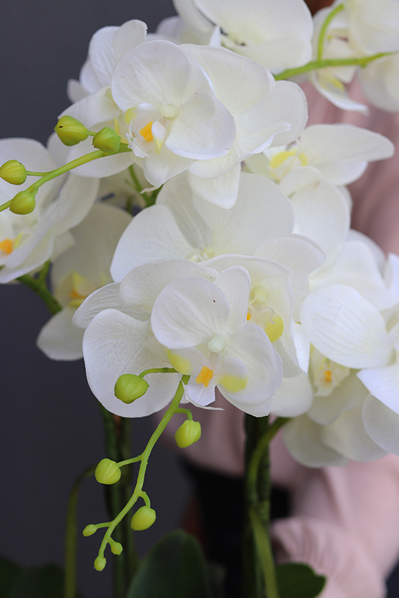 gumowy storczyk Silver Lalina w cynowanym naczyniu, wys.65cm