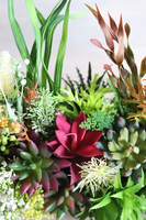 kompozycja sukulenty w długiej donicy, Hektor D, dł.48cm 