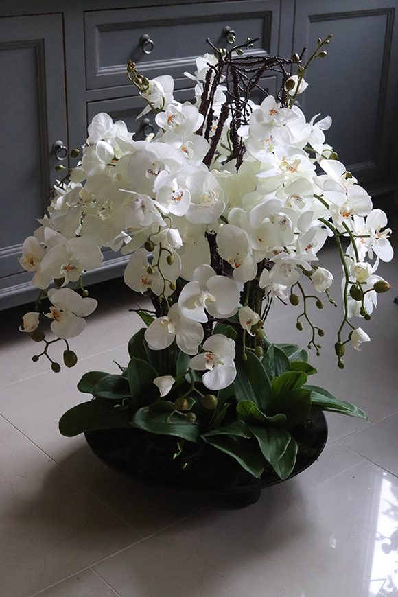 bardzo duży storczyk Fire Grande 2, wys.82cm 