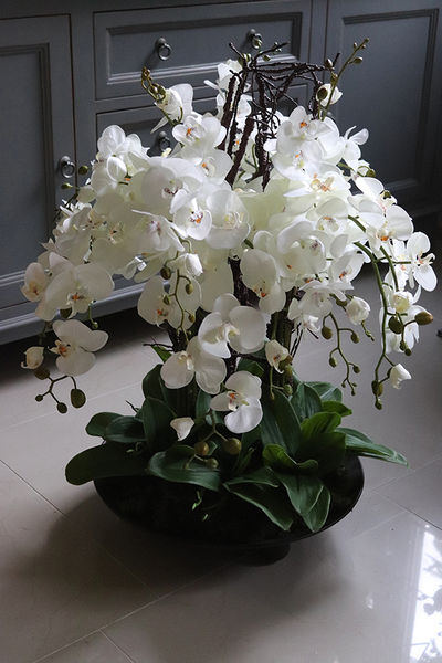 bardzo duży storczyk Fire Grande 2, wys.82cm 