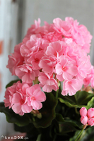 doniczkowa pelargonia Jasnoróżowa, wysokiej jakości sztuczne kwiaty, wys.36cm