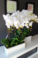 sztuczny storczyk Leo Big, wys.64cm 