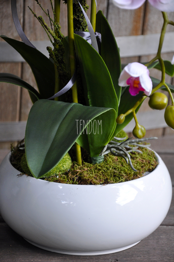 jasnoróżowy storczyk Terrance w białej donicy, wys.58cm