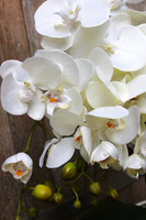 storczyk Castello w eleganckiej, asymetrycznej donicy, wys.58cm