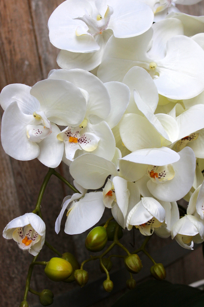 storczyk Castello w eleganckiej, asymetrycznej donicy, wys.58cm