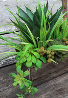 Anya 2, piękna kompozycja Sukulenty w lustrzanej donicy, wys.38cm