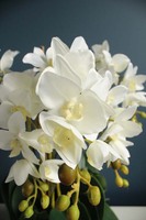 Sonata Big, storczyk w biało - srebrnej ceramicznej donicy, wys.52cm