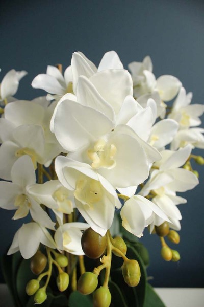 Sonata Big, storczyk w biało - srebrnej ceramicznej donicy, wys.52cm