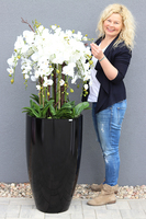 bardzo duży storczyk Black Grande w donicy, wys.120cm